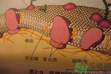 高膽固醇會影響胖瘦嗎？高膽固醇和胖瘦有關(guān)系嗎？