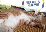 秋乏是什么原因？秋乏怎么辦？