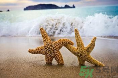 海星可以離開(kāi)水嗎？海星離開(kāi)水還可以活多久？