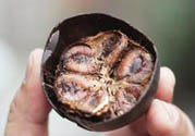 羅漢果可以治療慢性咽炎嗎？慢性咽炎中藥藥方推薦