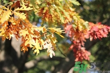 秋老虎如何謹(jǐn)防皮膚病？秋老虎如何預(yù)防皮膚??？
