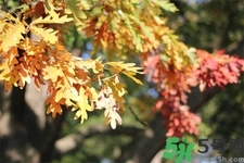 秋天換季病有哪些？秋天該如何保健養(yǎng)生呢？