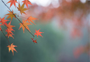 如何應(yīng)對(duì)秋老虎？秋老虎如何養(yǎng)生？