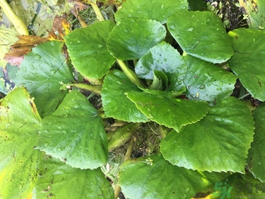菱角和豬肉能一起吃嗎？菱角和什么不能一起吃？