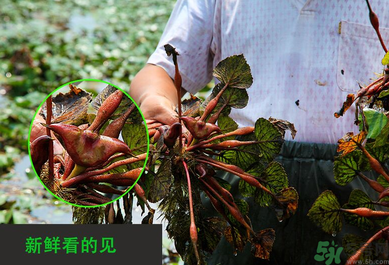 菱角是發(fā)物嗎？菱角是寒性的嗎？