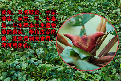 菱角是發(fā)物嗎？菱角是寒性的嗎？