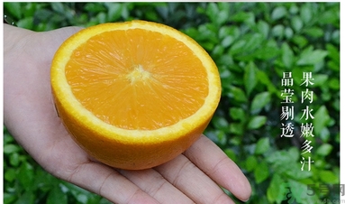 新奇士橙什么人不能吃？新奇士橙的禁忌