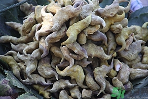菱角是什么？菱角是什么季節(jié)成熟的？