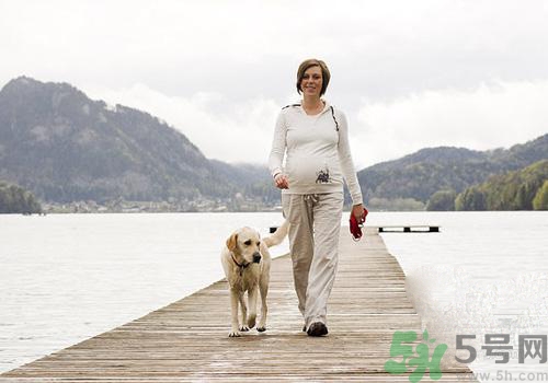 孕婦可以和狗狗在一起嗎？孕婦和狗狗接觸好不好？