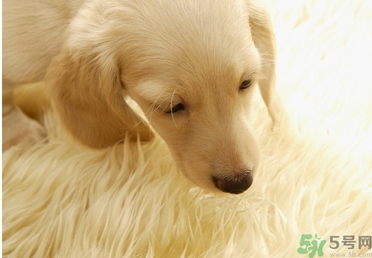 孕婦可以和狗狗在一起嗎？孕婦和狗狗接觸好不好？