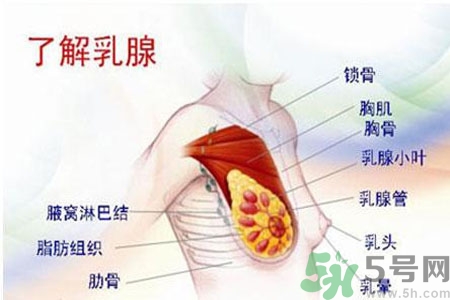 如何預(yù)防女性乳頭痛？女性需注意乳房的哪些問題？