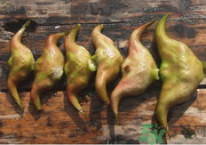 菱角懷孕可以吃嗎？孕婦能吃菱角嗎？