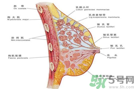 ?女性乳房下垂的原因是什么？女性乳房下垂的分類有哪些？
