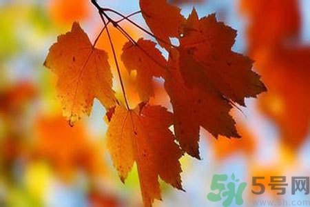 秋燥是什么？秋燥怎么辦？