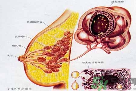 乳腺增生可以懷孕嗎？如何預(yù)防乳腺增生？