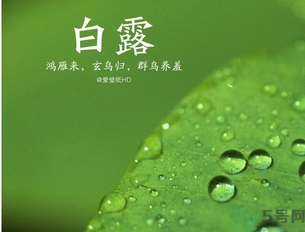 白露是什么意思？白露是幾月幾日