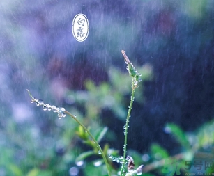 白露茶是什么茶？白露為什么要喝白露茶？