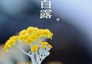 白露茶是什么茶？白露為什么要喝白露茶？