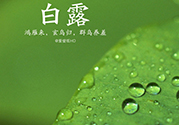 白露喝什么茶？白露養(yǎng)生茶飲推薦