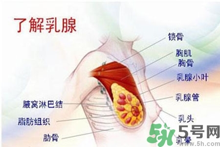 乳房上有硬塊怎么辦？乳房有硬塊的病因是什么？