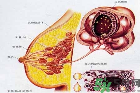 乳房上有硬塊怎么辦？乳房有硬塊的病因是什么？
