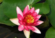 處暑如何養(yǎng)生？處暑養(yǎng)生要注意什么？