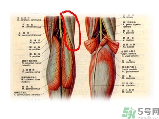 韌帶斷裂吃什么好得快？前十字韌帶斷裂吃什么補品？