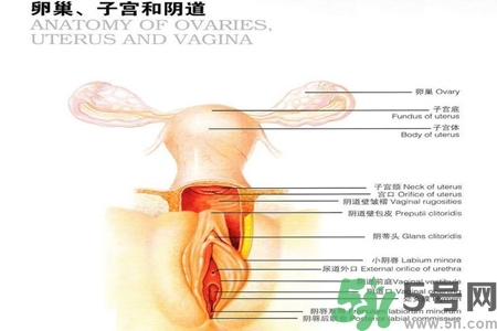 陰道出血和什么有關(guān)？陰道出血的應(yīng)急措施有哪些？