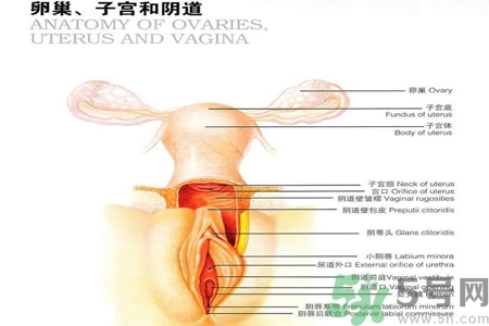 陰道松弛有什么危害？?陰道松弛恢復(fù)的方法有哪些？