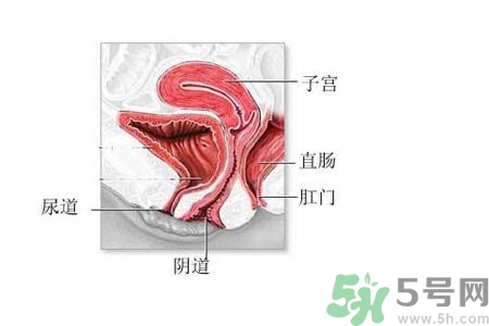 陰道松弛有什么危害？?陰道松弛恢復(fù)的方法有哪些？