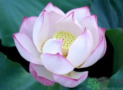 出伏吃什么養(yǎng)生？出伏養(yǎng)生注意事項