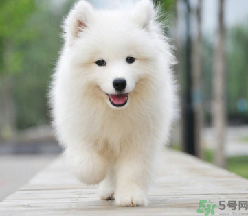 狗狗可以吃月餅嗎？狗狗吃月餅的危害