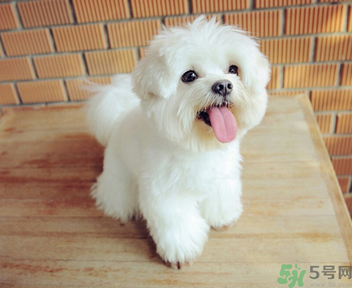 狗狗可以吃月餅嗎？狗狗吃月餅的危害