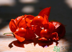 紅姑娘吃多了會怎樣？吃野生紅姑娘的好處和壞處