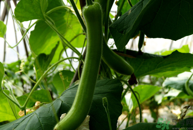瓠子是涼性的嗎？如何辨別涼性食物與寒性食物？