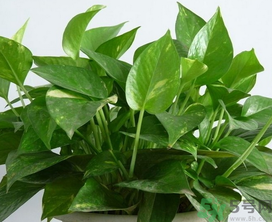 客廳放什么植物好？客廳植物選什么好？
