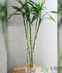 客廳放什么植物好？客廳植物選什么好？