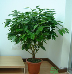 客廳放什么植物好？客廳植物選什么好？