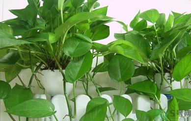 臥室放什么植物好？臥室植物放什么好？