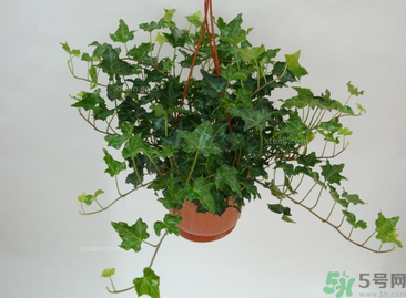 臥室放什么植物好？臥室植物放什么好？