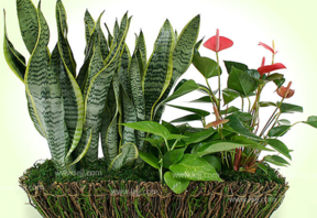 什么植物吸收甲醛最好？吸收甲醛的室內(nèi)植物
