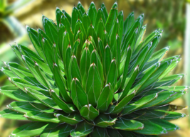 什么植物吸收甲醛最好？吸收甲醛的室內(nèi)植物