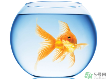 家里養(yǎng)魚(yú)好嗎？家里養(yǎng)魚(yú)有什么講究？