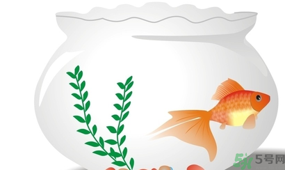 家里養(yǎng)魚(yú)好嗎？家里養(yǎng)魚(yú)有什么講究？
