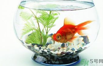家里養(yǎng)魚(yú)好嗎？家里養(yǎng)魚(yú)有什么講究？