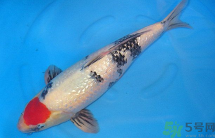 家里養(yǎng)什么魚(yú)好？家里養(yǎng)魚(yú)幾條最好？