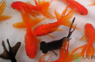 家里養(yǎng)什么魚(yú)好？家里養(yǎng)魚(yú)幾條最好？