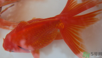 家里養(yǎng)什么魚(yú)好？家里養(yǎng)魚(yú)幾條最好？