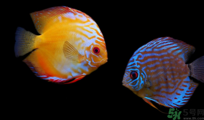 家里養(yǎng)什么魚(yú)好？家里養(yǎng)魚(yú)幾條最好？