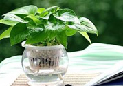 臥室放什么植物好？臥室植物放什么好？